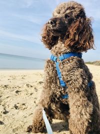 Ciro loves sea and sun so much, dog on the beach , so lovely chocolate poodle