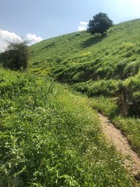 Scenic view of grassy field against sky