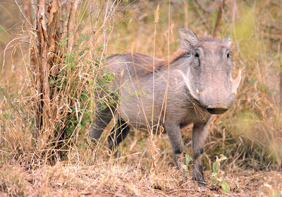 Portrait of wild pig standing on land