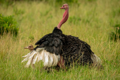 Two common ostriches mate in long grass