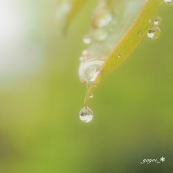 Close-up of water drops on plant