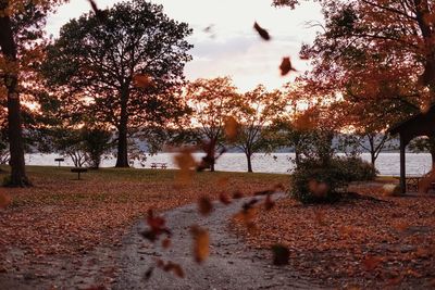 Trees in park against sky during autumn