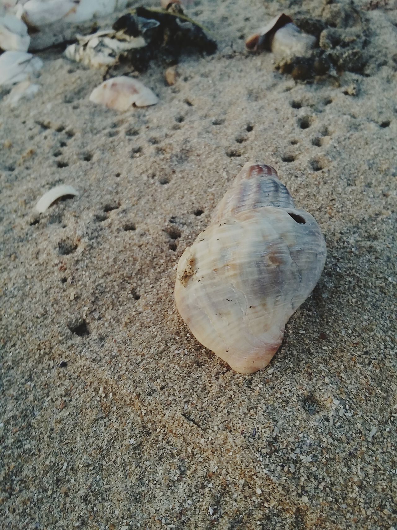 Coquillage