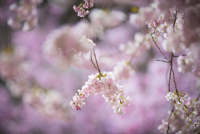 Close-up of pink cherry blossoms in spring