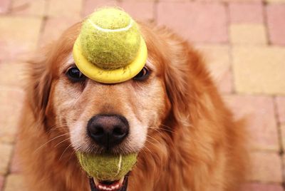 Close-up of playful golden retriever with balls on street