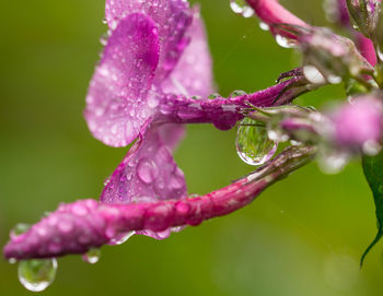 Close-up of water drops on flower