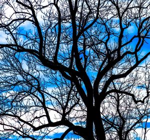 Low angle view of bare tree against blue sky