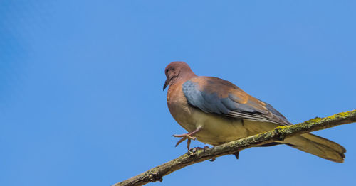 Low angle view of bird perching on a tree