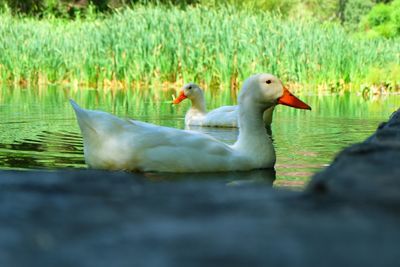 Bird in water