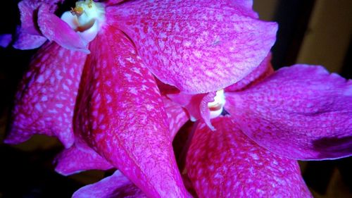 Close-up of pink flower petals