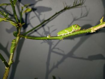 Close-up of insect on plant