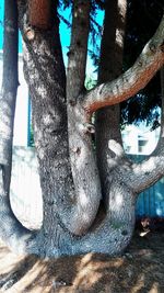 Close-up of lizard on tree trunk