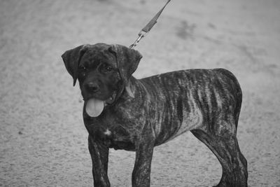 Close-up portrait of dog standing outdoors