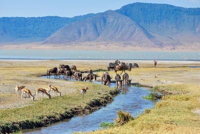Animals grazing by river against mountains and sky