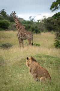 Lion and masai giraffe watch each other