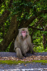 Portrait of monkey sitting on tree