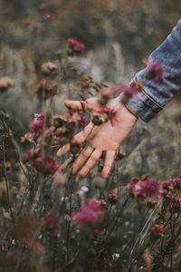 Close-up of hand on flowering plant