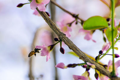 Close-up of insect on pink flower