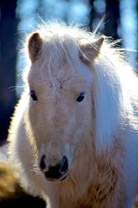 Close-up portrait of a horse