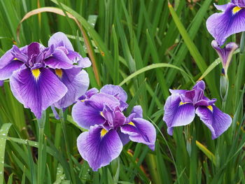 Close-up of purple iris flower on field