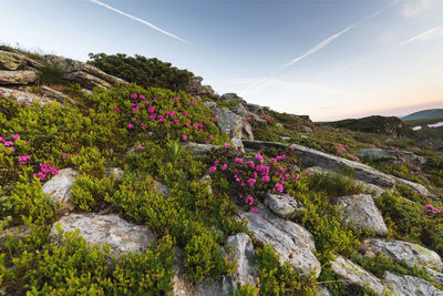 Pink flowering plants by rocks against sky
