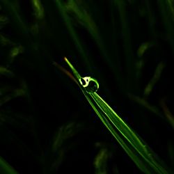 Close-up of dew on grass