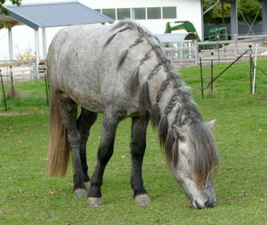 horse