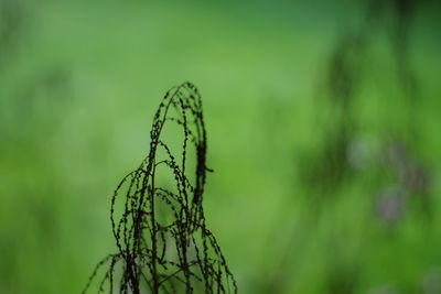 Close-up of a plant