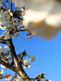 Low angle view of flowering plant against blue sky