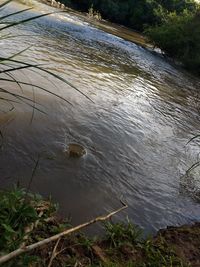 High angle view of animal swimming in lake