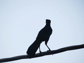 Low angle view of bird perching on branch against clear sky