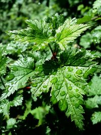 Close-up of green leaves