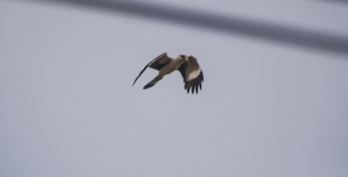 Low angle view of bird flying against the sky