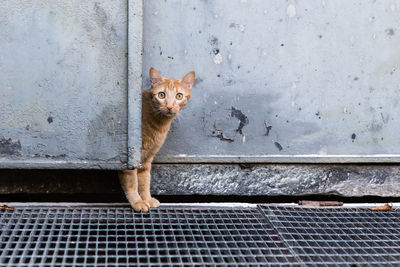 Portrait of ginger cat standing on metal grate by gate