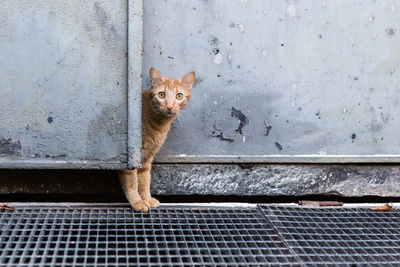 Portrait of cat