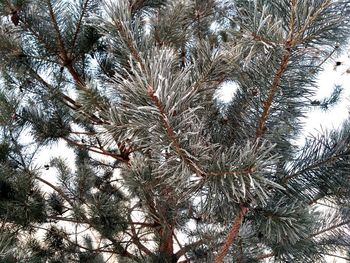 Low angle view of tree against sky