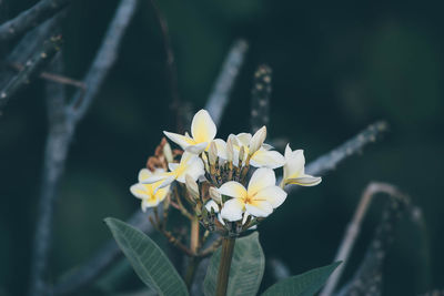 Close-up of white flowering plant