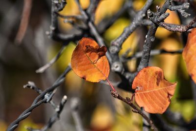 Autumn colors surrounding barbed wire