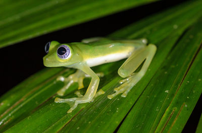 Close-up of frog on leaf