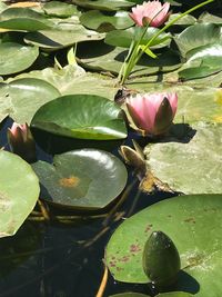 Close-up of lotus water lily in lake