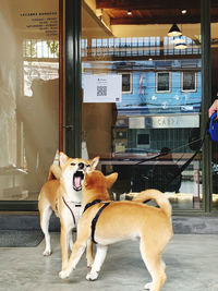 View of a dog looking away in city