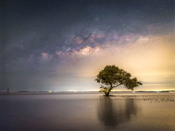 Lone tree under the galaxy