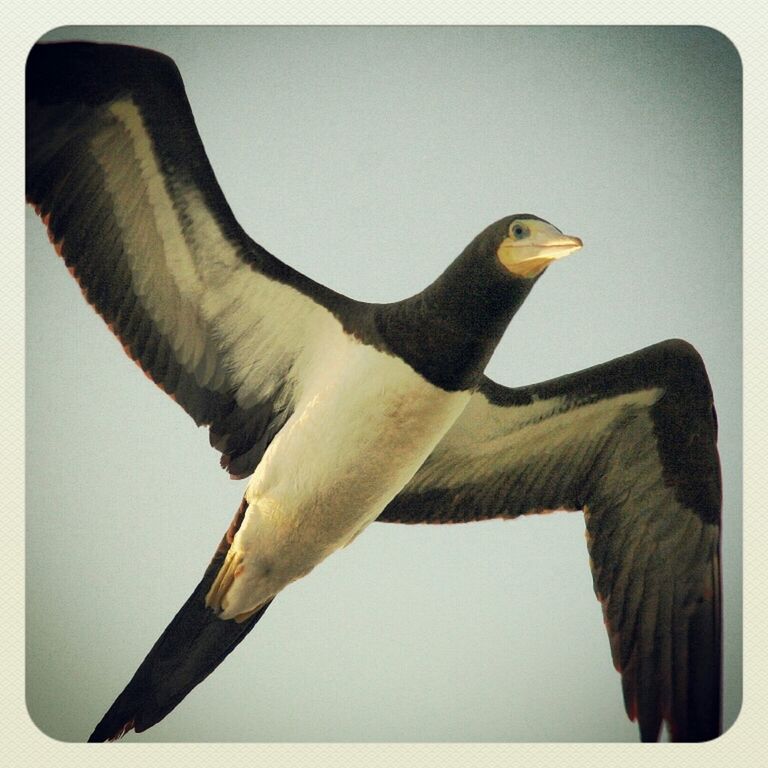 one animal, animal themes, bird, animals in the wild, low angle view, wildlife, flying, spread wings, transfer print, clear sky, auto post production filter, full length, mid-air, seagull, no people, copy space, beak, close-up, side view, outdoors