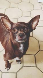 Close-up portrait of puppy