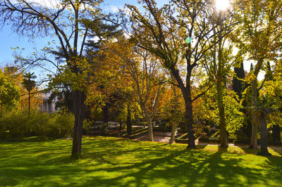 Trees in park