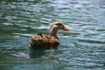 Side view of a duck swimming in lake