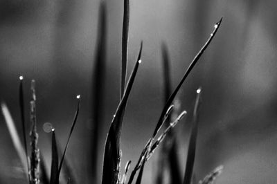 Close-up of wet plant during rainy season