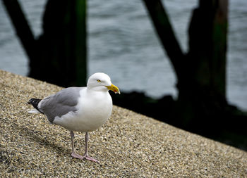 Close-up of seagull perching outdoors