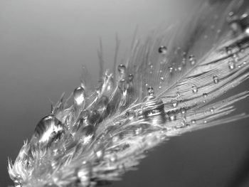 Close-up of water drops on leaf