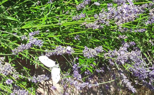 Close-up of purple flowers blooming outdoors